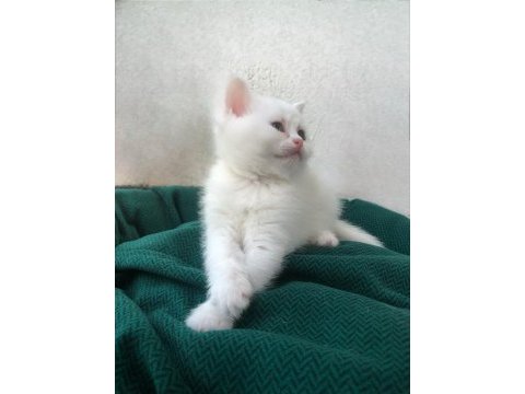 2 aylık british shorthair