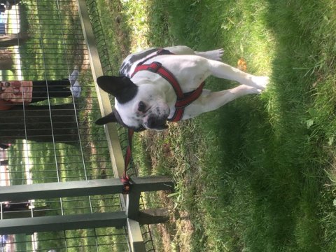 Aşılı ve karneli french bulldog