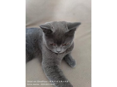 Full şecereli british shorthair blue point