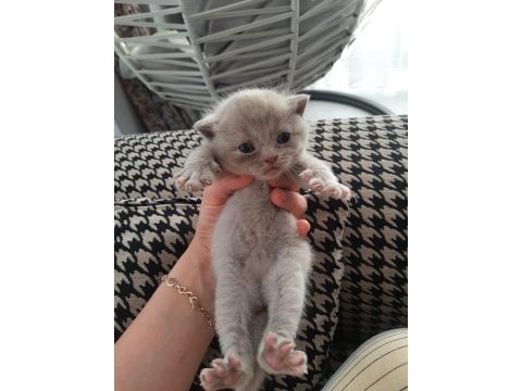 1.6.23 doğumlu british shorthair yavrularımız