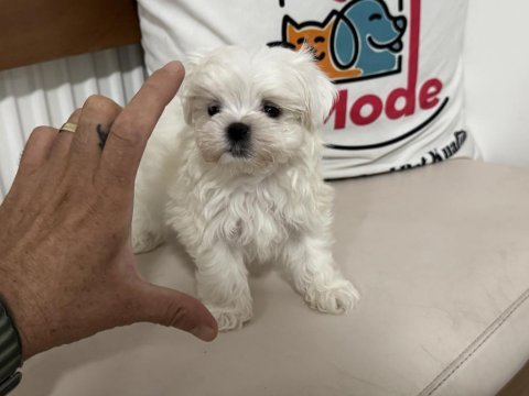 Ultra kalite tea cup kore kan maltese yavrumuz