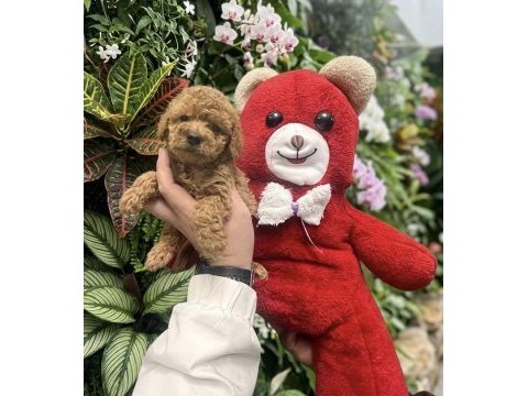 Birinci sınıf poodle bebekler