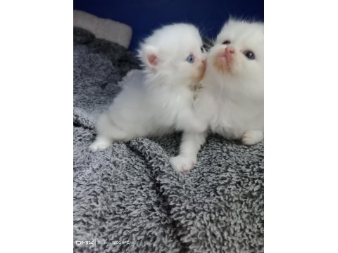 İran kedisi sahibimi arıyorum