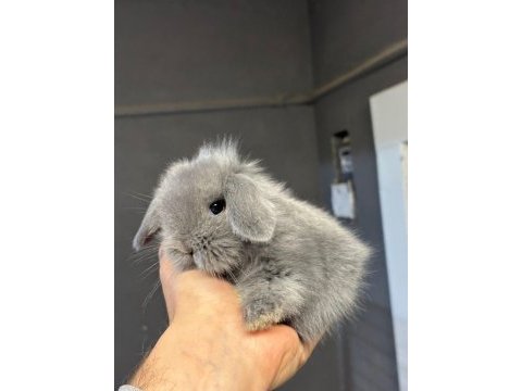 Hollanda mini ve cüce tavşan gonderılır