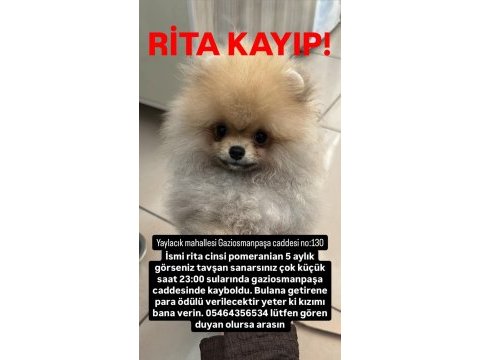 Kayıp köpeğimiz aranıyor