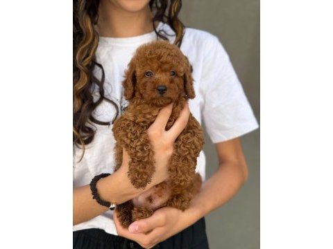 Toy poodle bebekleri