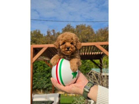 Hipoalerjanik toy poodle bebeklerimiz