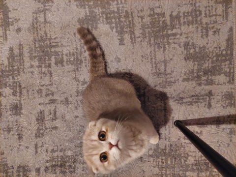 Scottish fold 3.5 aylık dişi sağlıklı ve yumuşak karakterli