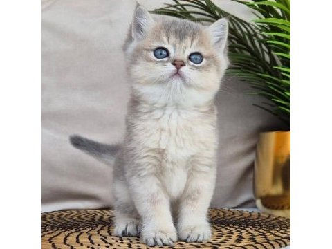 Mavi ve sarının uyumu blue golden british shorthair