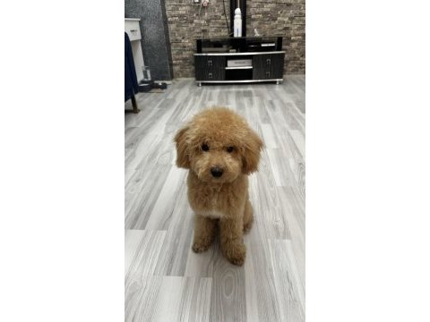 11 aylık maltipoo – enerjik, sevecen, aşıları tam
