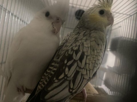 Yeni yeme düşmüş sultan papağanlarımız