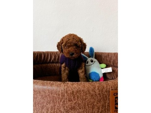 Red brown toy poodle yavrum
