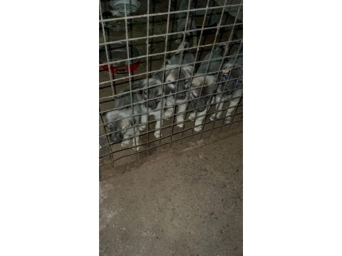 İri cüsseli kangal yavruları