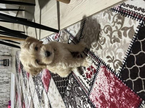 Maltipoo köpeğimize yuva arıyoruz