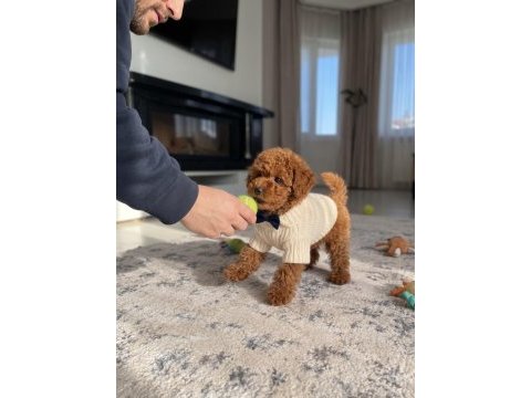 Toy poodle yavru