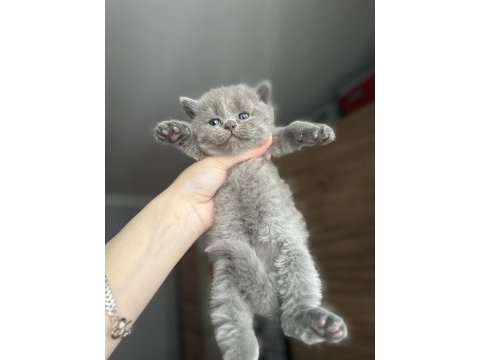 British shorthair ve british longhair yavrular ankara
