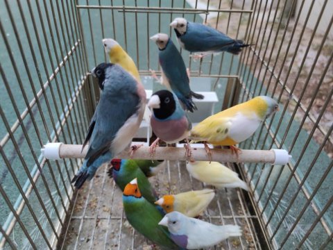 Gökkuşağı ispinozu - goldian finch