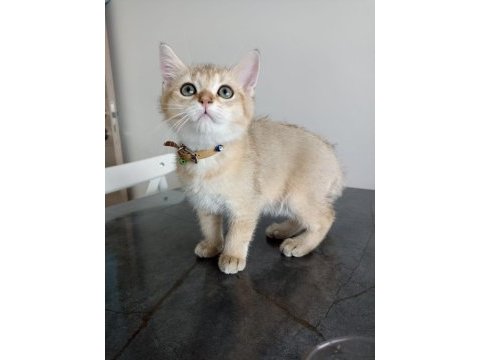 British shorthair golden erkek