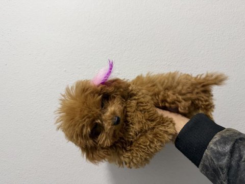 Baba sıfır numara anne sıfır bir numara poodle