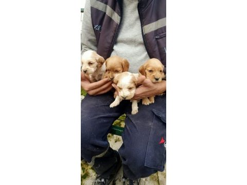American cocker yavru köpekler