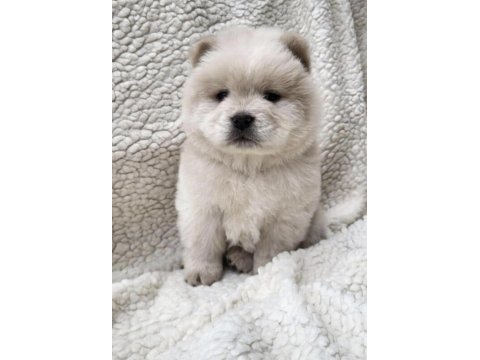 Çin aslanı köpeğimiz