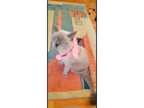 British blue point british shorthair kızıma damat arıyoruz