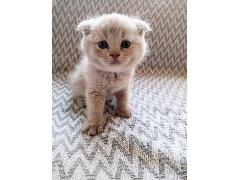 British shorthair scottish fold yavrular