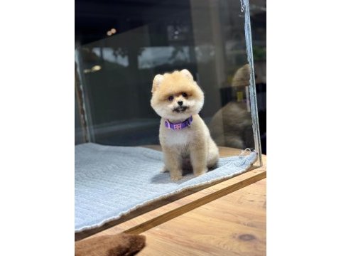 Sağlık ve ırk garantili pomeranian