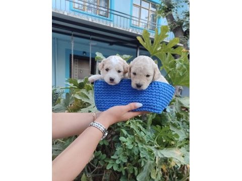 Muhteşem güzellikte maltipoo yavrularımız