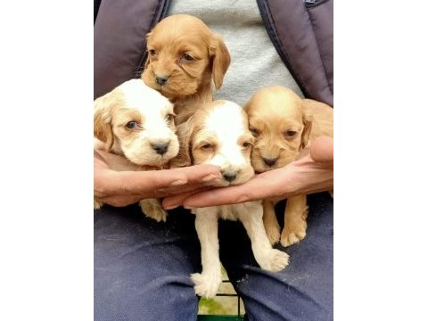 American cocker yavru köpekler