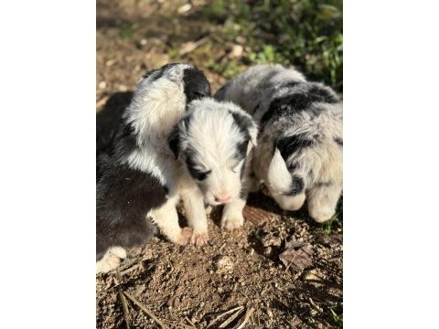 Üreticiden border collie yavrularımız