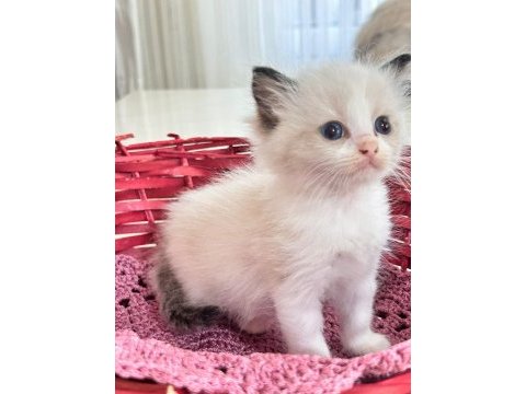 Şampiyon genetikli safkan ragdoll yavruları