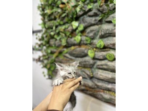 Şecereli üretim izinli maine coon yavrular