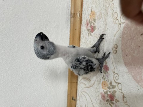 Yavru jako papağanı çok tatlı