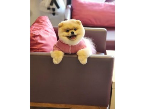 Türkiyede ki en iyi dişi pomeranian