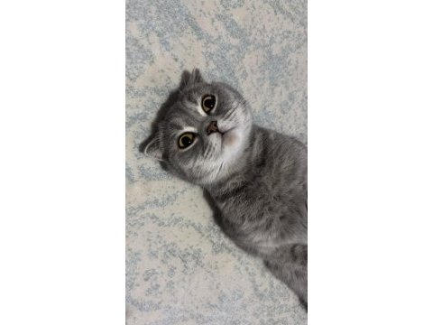 Ücretsiz sahiplendirme scottish fold kedisi