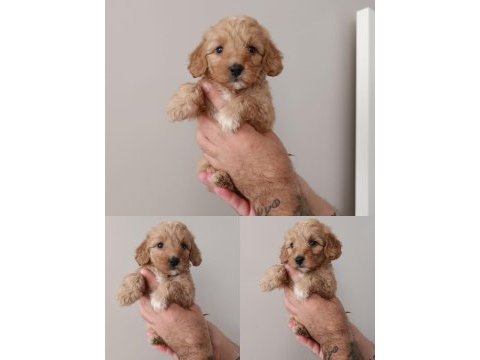 2 aylık dişi maltipoo aşıları yapıldı