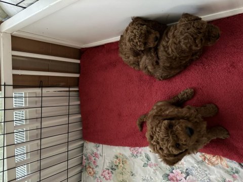 Mini boy poodle yavrular