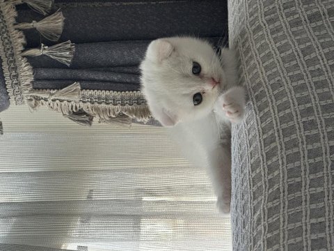 Beyaz scottish fold yavrum