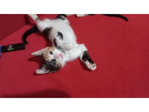 Güzel calico kızlarımıza acil yuva kedimize