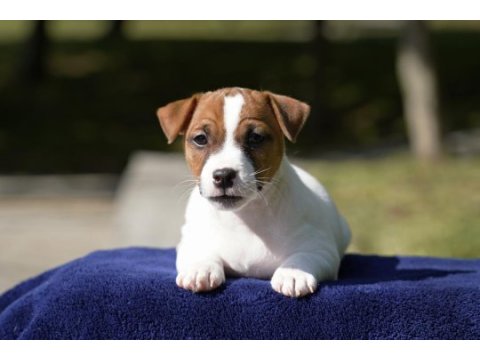 Fcı (kıf) şecereli safkan kısa tüylü yavru jack russell