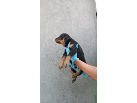 Rottweiler yavrular