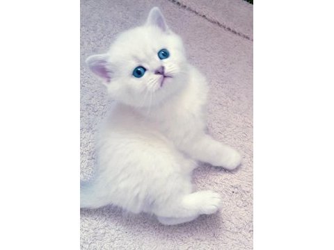 Mükemmel british shorthair bebişler