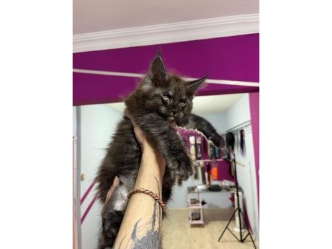 Dev bebekler 2 aylık maine coon yavrular