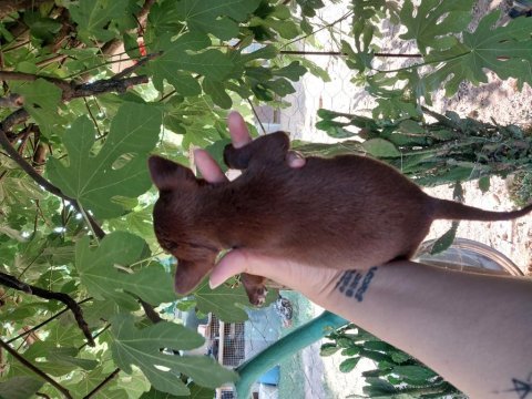 Chihuahua şivava yavrularımız