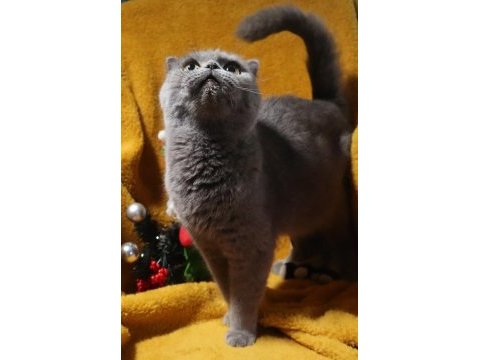 Blue renk scottish fold dişi yetişkin kısır değil