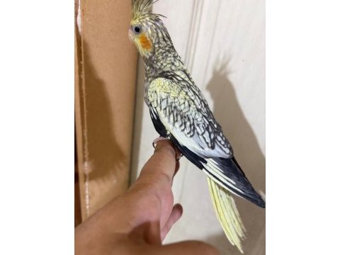 43 günlük akıllı sultan papağanı bebek