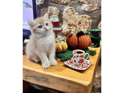 San kan golden british shorthair şecereli yavrular