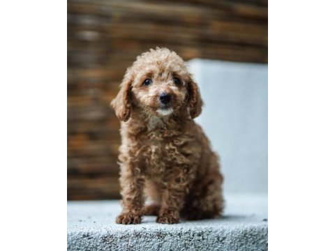 Safkan toy poodle