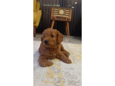 Sevimli minyatür poodle yavrularimiz